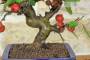 5 - Bonsai di Melo selvatico (144)