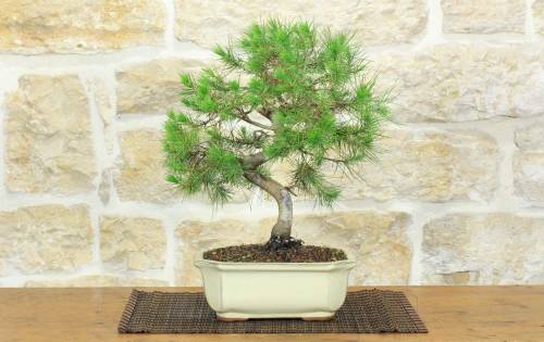 1 - Bonsai di Pino d'Aleppo (13)