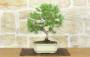 1 - Bonsai di Pino d'Aleppo (13)