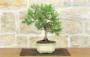 2 - Bonsai di Pino d'Aleppo (13)