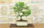 3 - Bonsai di Pino d'Aleppo (13)