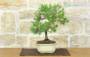 4 - Bonsai di Pino d'Aleppo (13)