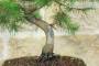 5 - Bonsai di Pino d'Aleppo (13)