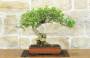 1 - Bonsai di Pepe Giapponese (95)