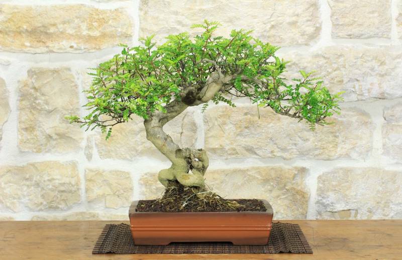 1 - Bonsai di Pepe Giapponese (95)