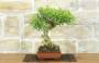 2 - Bonsai di Pepe Giapponese (95)