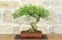 3 - Bonsai di Pepe Giapponese (95)