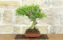 4 - Bonsai di Pepe Giapponese (95)