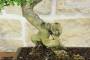 5 - Bonsai di Pepe Giapponese (95)