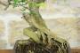 6 - Bonsai di Pepe Giapponese (95)