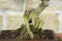 7 - Bonsai di Pepe Giapponese (95)