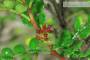 8 - Bonsai di Pepe Giapponese (95)