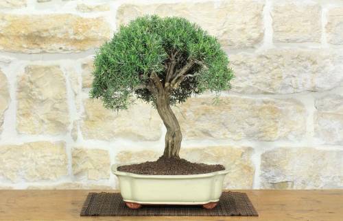 1 - Bonsai di Rosmarino (62)