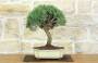 1 - Bonsai di Rosmarino (62)