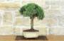 2 - Bonsai di Rosmarino (62)