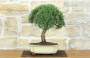 3 - Bonsai di Rosmarino (62)