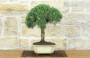 4 - Bonsai di Rosmarino (62)