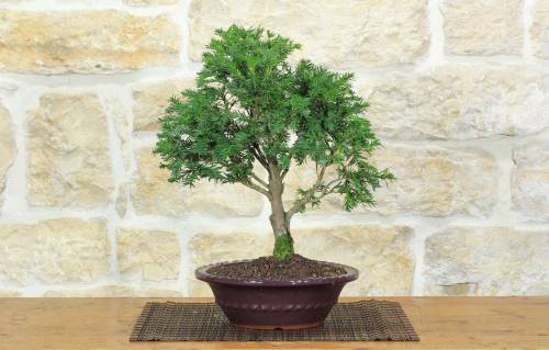 1 - Bonsai di Tasso (12)