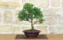 1 - Bonsai di Tasso (12)