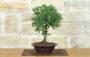 2 - Bonsai di Tasso (12)