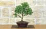 3 - Bonsai di Tasso (12)