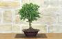 4 - Bonsai di Tasso (12)