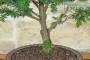 5 - Bonsai di Tasso (12)