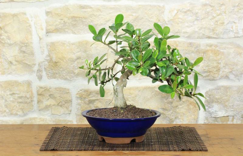 1 - Bonsai Ficus Panda (27)