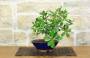 2 - Bonsai Ficus Panda (27)