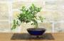 3 - Bonsai Ficus Panda (27)