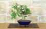 4 - Bonsai Ficus Panda (27)