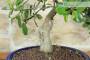 5 - Bonsai Ficus Panda (27)