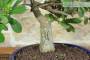 6 - Bonsai Ficus Panda (27)