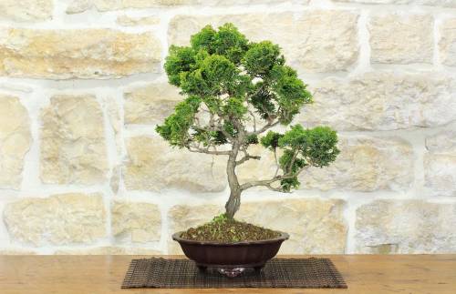 1 - Bonsai di Cipresso Giapponese (9)