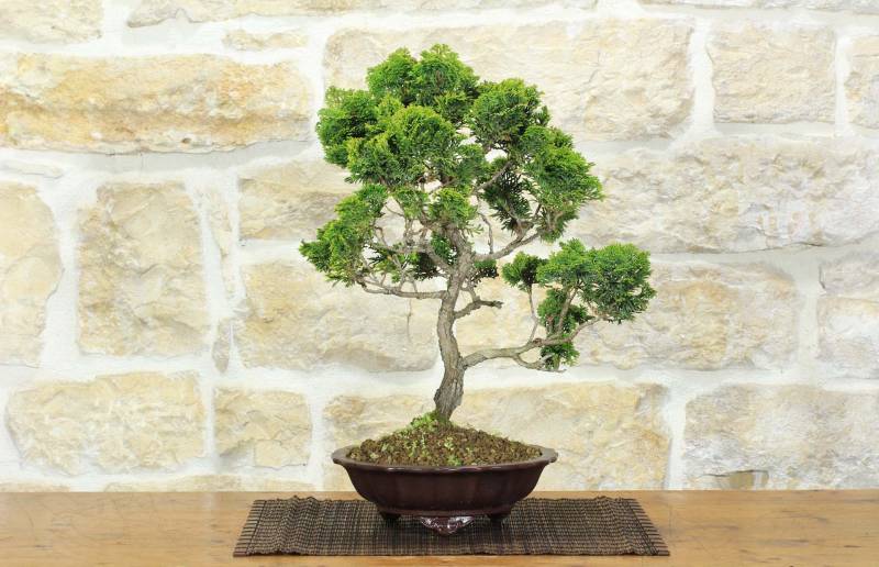 1 - Bonsai di Cipresso Giapponese (9)