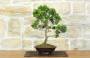 1 - Bonsai di Cipresso Giapponese (9)