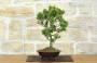 2 - Bonsai di Cipresso Giapponese (9)