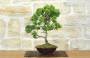 3 - Bonsai di Cipresso Giapponese (9)