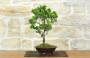 4 - Bonsai di Cipresso Giapponese (9)