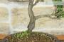 5 - Bonsai di Cipresso Giapponese (9)