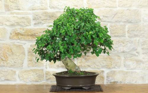 7 - Bonsai di Gelso Nero (8)