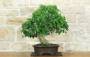 7 - Bonsai di Gelso Nero (8)