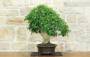 8 - Bonsai di Gelso Nero (8)