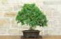 9 - Bonsai di Gelso Nero (8)