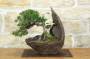 1 - Bonsai di Ginepro Kishu in pietra di luna (132)