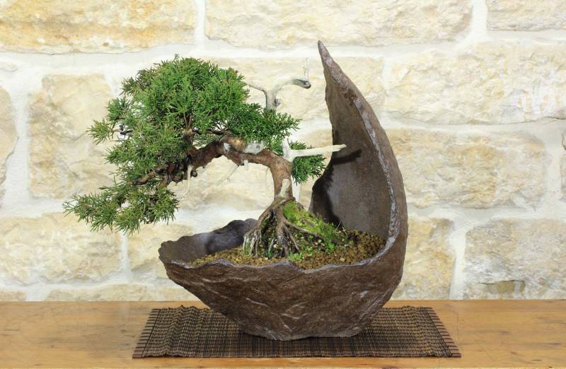 1 - Bonsai di Ginepro Kishu in pietra di luna (132)