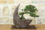 3 - Bonsai di Ginepro Kishu in pietra di luna (132)