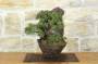 4 - Bonsai di Ginepro Kishu in pietra di luna (132)