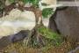 5 - Bonsai di Ginepro Kishu in pietra di luna (132)