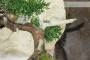 6 - Bonsai di Ginepro Kishu in pietra di luna (132)